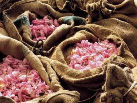 Эфирное масло розы для лица Розовое масло применение